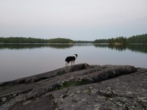 Dog looking up the lake