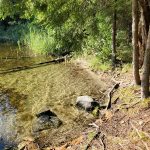 Beach with forest shore